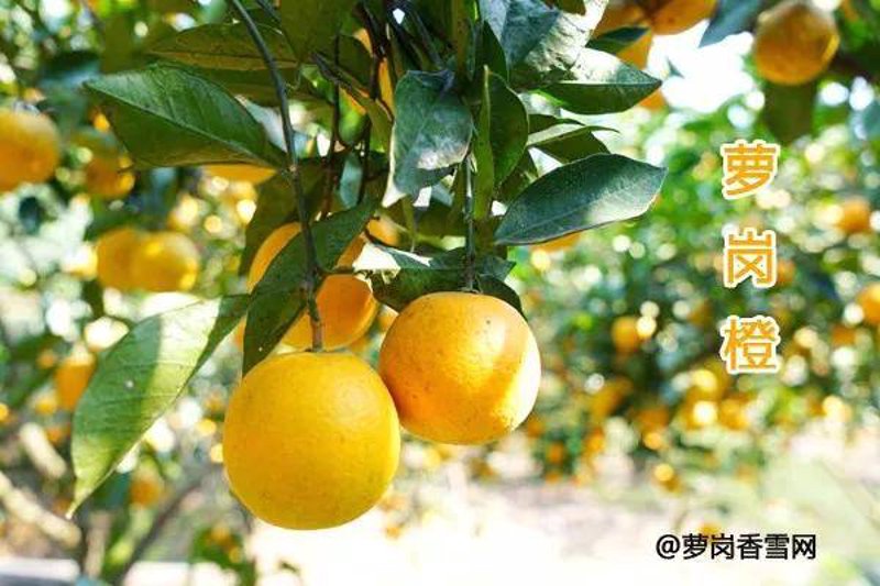 萝岗区水果种植
